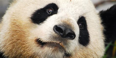 The Giant Panda Is No Longer Endangered Lifegate