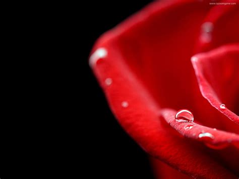 Shallow Focus Of Red Rose Hd Wallpaper Wallpaper Flare
