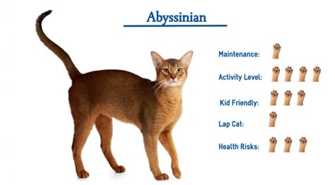 The Abyssinian Cat Breed Everything You Need To Know At A Glance