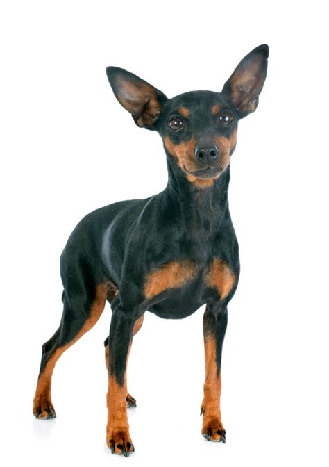 Miniature Pinscher Dog Breed Characteristics History Appearance