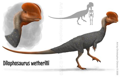 Dilophosaurus Wetherilli By Christopher252 On Deviantart Animals