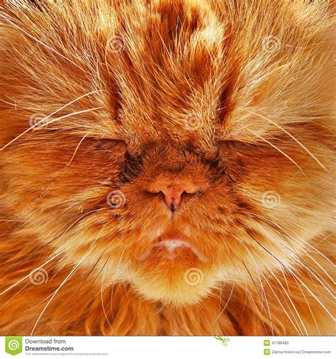 Sleepy Funny Cat Stock Image Image Of Animal Background