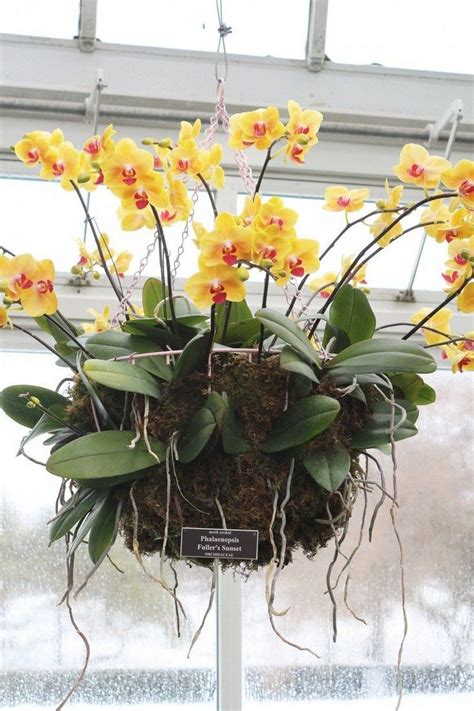 Beautiful Diy Hanging Orchids Ideas 10 Onechitecture Indoor Orchids Growing Orchids
