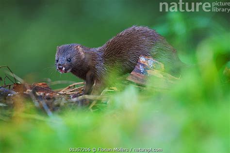 Stock Photo Of European Mink Mustela Lutreola Female Critically