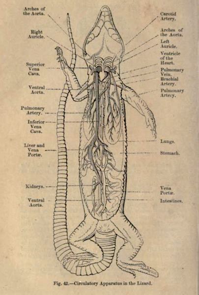 [DIAGRAM] Class 12 Zoology Lab Manual Diagrams