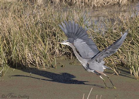 Fourteen Image Series Of A Great Blue Heron Taking Off And In Flight