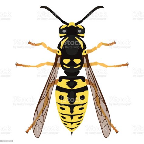 Wasp The View From The Top Beautiful Winged Insect In