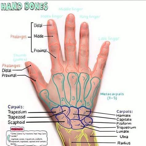 Medical Education On Instagram “hand Bones Hand Doctor Doctors