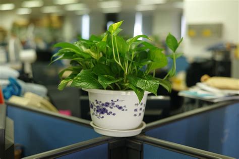 Plants Online Store Plants In Workplace Make Workers Happier More Productive