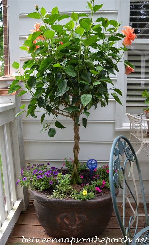 Familiarize yourself with hibiscus and its many varieties for a plant size that suits the needs. Tree Form Tardiva Hydrangea Topiary Adds Privacy and ...