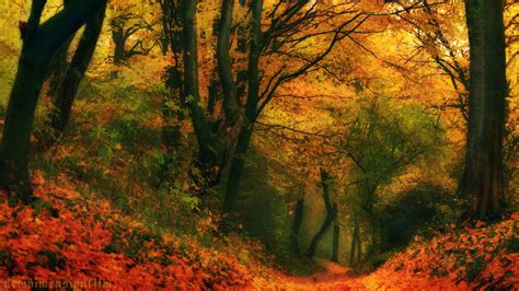 Free Photo Colorful Forest Colorful Colors Forest Free Download