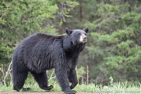 bears and the hibernation myth or what bears really do in the woods the withywindle nature blog