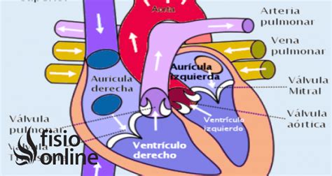Ventriculo Que Es Definicion Anatomia Anatomia Cardiaca Anatomia Images