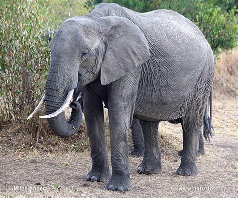 Loxodonta Africana Pictures African Bush Elephant Images Nature