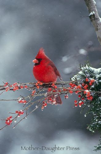 Male Northern Cardinal Bird In Winter Snow Storm On Branch Of Red