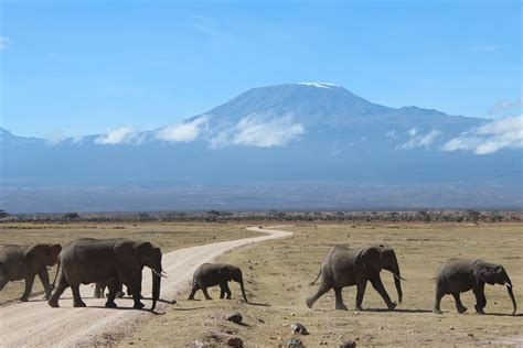 Elephants Crossing In Front Of Mt Kilimanjaro Dry Season Amboseli
