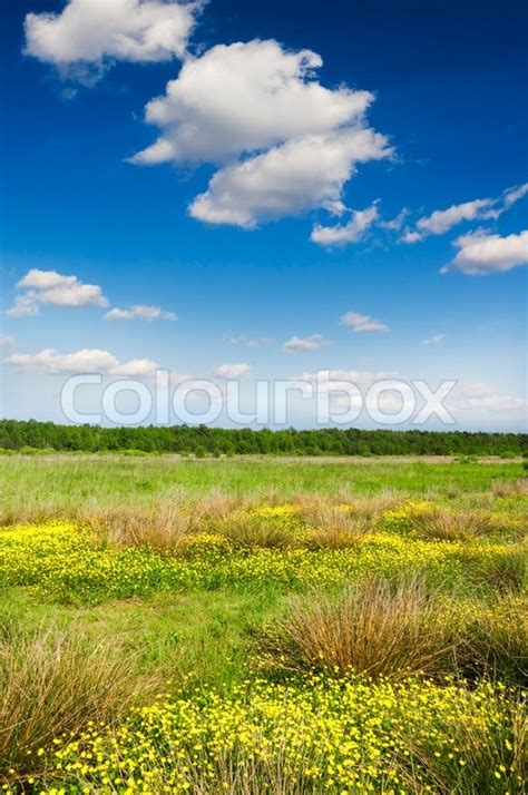 Cloudscape Over Flower Meadow Stock Photo Colourbox
