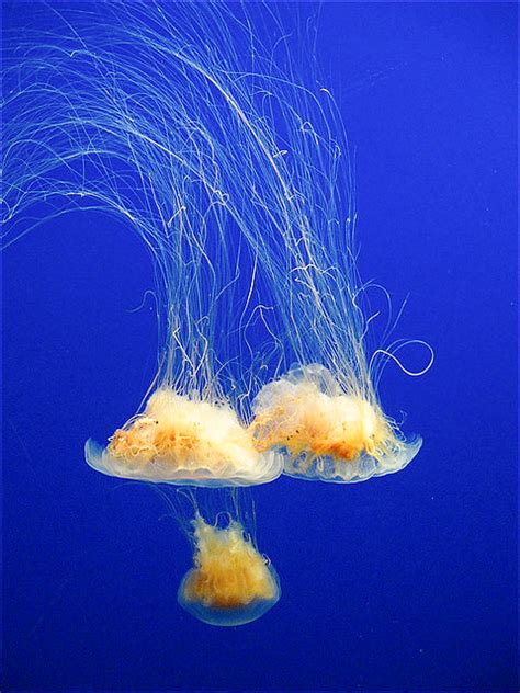Photos Jellyfish Chesapeake Bay Program