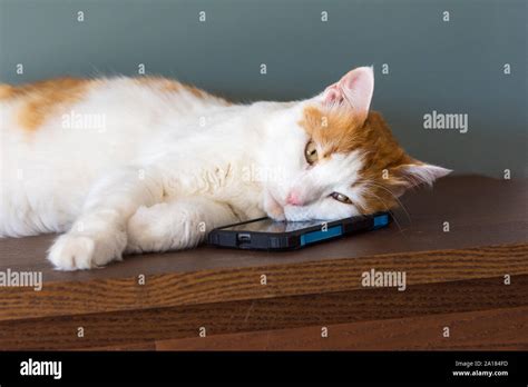 The Cat Fell Asleep To Quiet Music Resting His Head On The Phone Stock