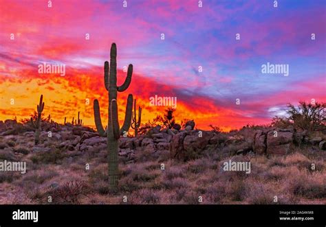 Colorful And Vibrant Arizona Sunrise With Cactus In Scottsdale Desert