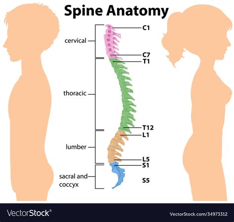 Anatomy Spine Or Spinal Curves Infographic Vector Image