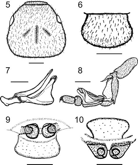 —cryptocellus Platnicki Sp Nov 58 Male Holotype Mpuj Ric 002 5