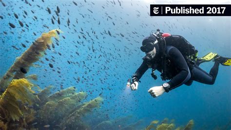 Does Anyone Actually Go Diving With A Dive Watch The New York Times