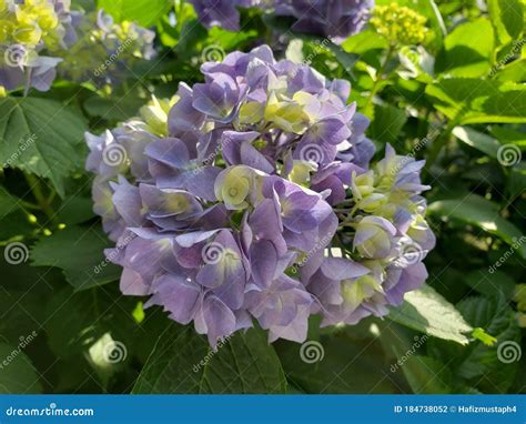 Purple Ajisai Flower In The Park In Japan Ajisai Season Stock Photo