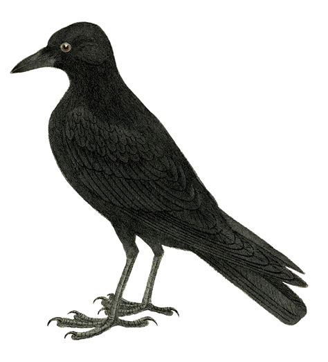 Halloween Crow Image Or Raven The Graphics Fairy