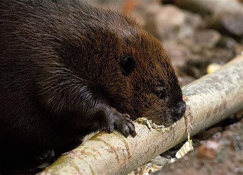 Photo Of A Beaver Stock Photos Pictures And Royalty Free Images Istock