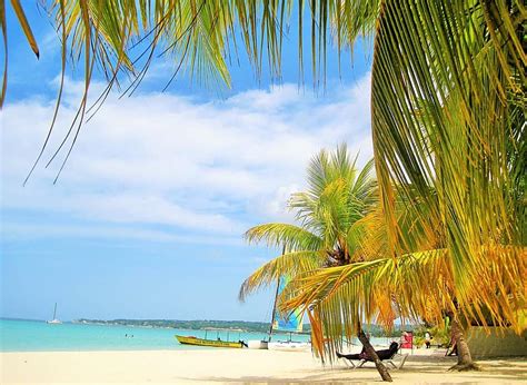 Gorgeous Jamaica Palm Trees Beach Typical Jamaican Paradise