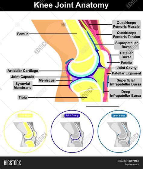 Human Knee Joint Anatomy Structure Image & Photo | Bigstock