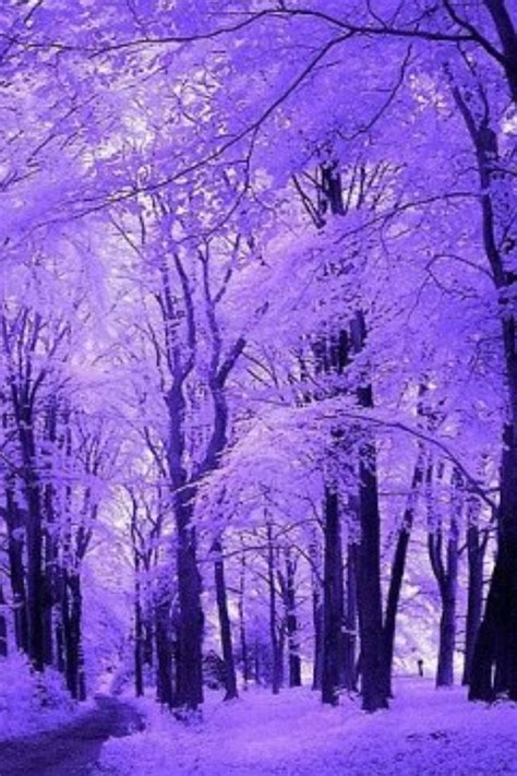 So Pretty Purple Trees Purple Purple Aesthetic