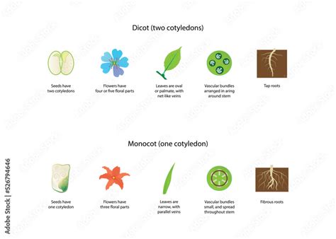 Illustration Of Biology And Plant Kingdom Difference Between Monocots