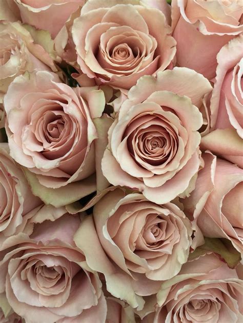 Image Result For Blush Hydrangea Quicksand Rose Burgundy Blush Roses