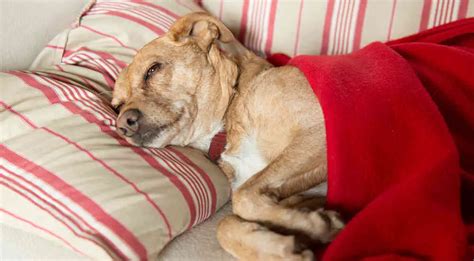 Kennel Cough Causes Symptoms Treatment And Prevention