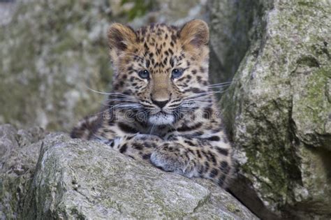 Amur Leopard Cub Stock Image Image Of Carnivore Leopard 44980393