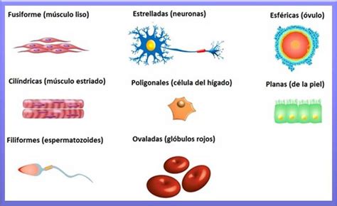 Tipos De Células Biopsicosalud