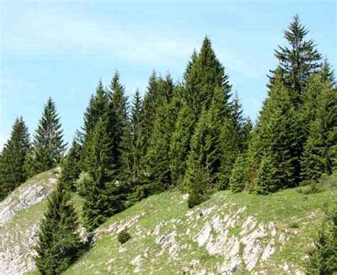 A pine tree is a conifer for which health benefits and therapeutic value is backed by many medicinal properties. KS1 Plants | The Structure and Parts of Trees