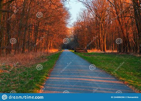 Spring Landscape Trees Grow Around The Road Stock Photo Image Of