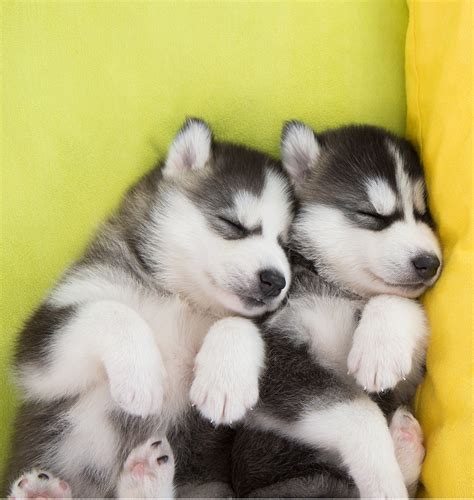 Cute Husky Puppies Cute Puppies Photo 41541434 Fanpop