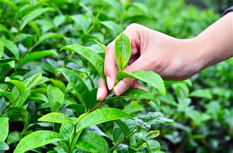 English Tea Plantation Bags Bumper Crop In Heatwave