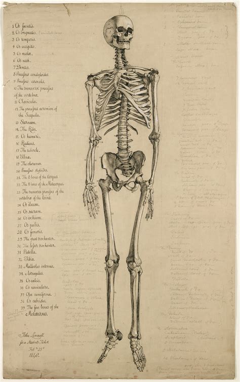 Anatomy of the human body. Morbid Anatomy: Must-See Exhibition of Astounding ...