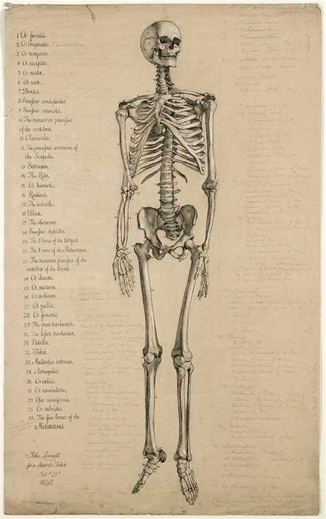 Study of the specific regions of the body such as the head or chest and emphasizing the relationship between various structure in the region. Morbid Anatomy: Must-See Exhibition of Astounding ...