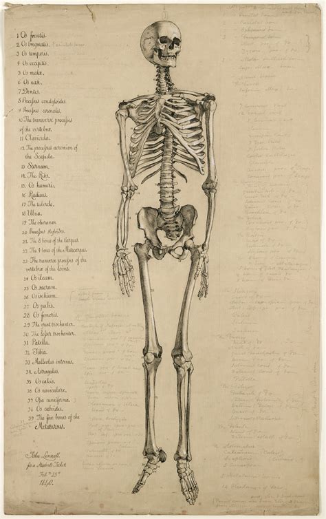 Or do you not know anatomy at all and you are tired to trust your imagination? Morbid Anatomy: Must-See Exhibition of Astounding ...