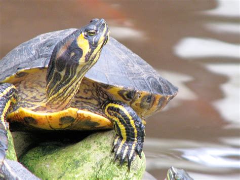 Yellow Bellied Slider Discover The Species Of Breaks Interstate Park