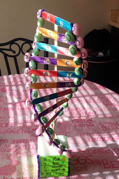 Dna Model For School Project Science Biology Science Fair Science