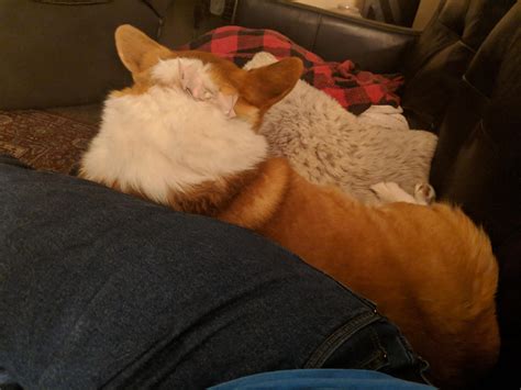 Ok We Were Told When We Got Her That Corgis Dont Like Physical