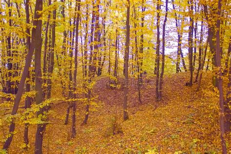 Autumn Park Forest November Rural Yellow Leaves October Stock Image