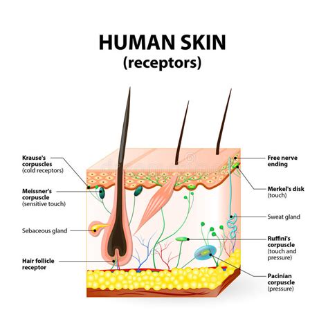 Learn about the skin's function and conditions that may affect the skin. Human Skin Layer Vector Cross Section Stock Vector ...